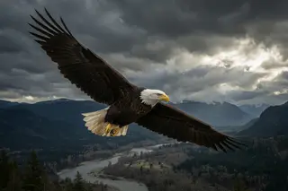 A bald eagle flying with wings spread against dark storm clouds.