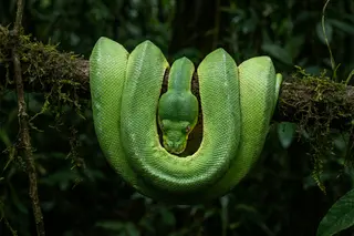 A green tree python coiled neatly over a mossy branch.