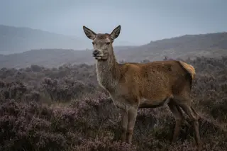 A red deer hind standing in misty heather moorland, looking calmly past the camera.