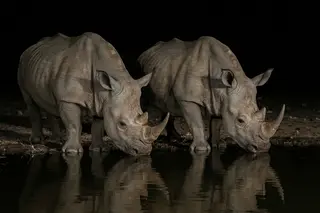 Two white rhinos drinking side by side at a waterhole at night, reflected in the water.