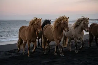 Horses galloping along a black sand beach at dusk with motion blur.