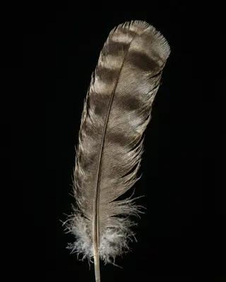 A single owl feather photographed upright against a black background.