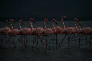 A line of flamingos wading across dark water, almost silhouettes.