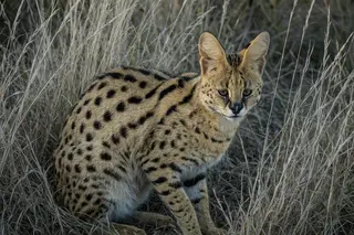 A serval cat in tall grass with its large ears turned forward, listening.