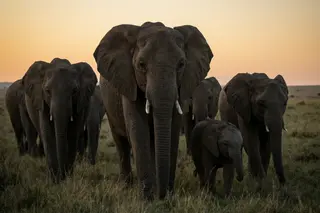 An elephant matriarch leading her herd across open savanna grass at dusk.