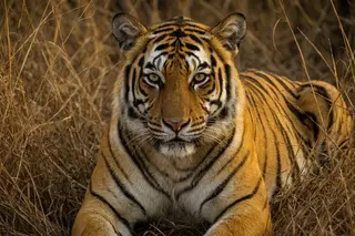 A tigress lying low in golden grass, looking straight at the camera.