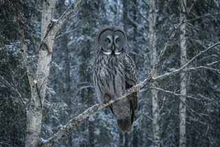 A great grey owl on a snowy birch branch turning its head toward the camera.