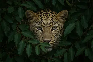 A leopard's face half hidden behind dense green leaves.