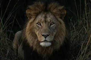 A male lion with a dark mane staring directly into the lens.