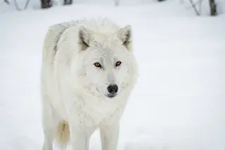 An arctic wolf standing in deep snow, nearly invisible apart from its eyes.