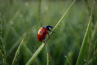 A ladybird climbing a blade of grass in a soft green meadow.